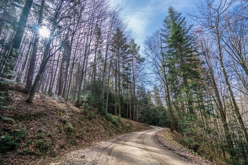 Beskid Sądecki ze szczytu góry Jaworze [ZDJĘCIA]