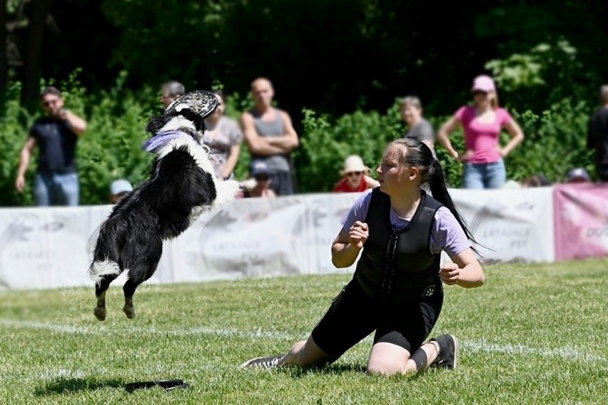 Konkursy rzucania frisbee dla psów to połączenie sportu i...