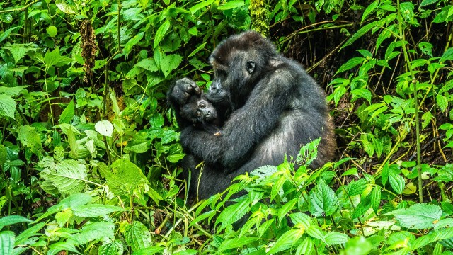 Według raportu WWF, pozostało nam 31 proc. "żywej planety". Co to właściwie oznacza i jak możemy zapobiec wymeiraniu gatunków takich jak np. goryle?