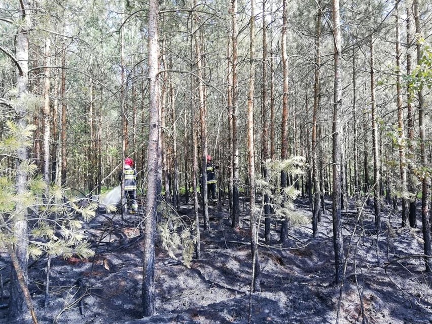 Pożar lasu w Solarni 23.06.2019.