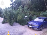 Wypadek w Mysłowicach. Drzewo uszkodziło stojące samochody. Straż pożarna musiała interweniować 