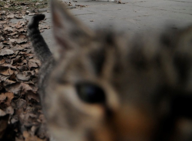 Ktoś dopuścił się okrutnego czynu, nabijając kota na ostry kij. Makabrycznego odkrycia dokonał przechodzień w okolicach rogu ulic Grunwaldzkiej i Kraszewskiego w Bydgoszczy.