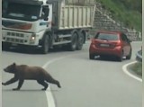 Niedźwiedzie na drodze pod Szklarską Porębą. Czy to prawdziwe nagranie?