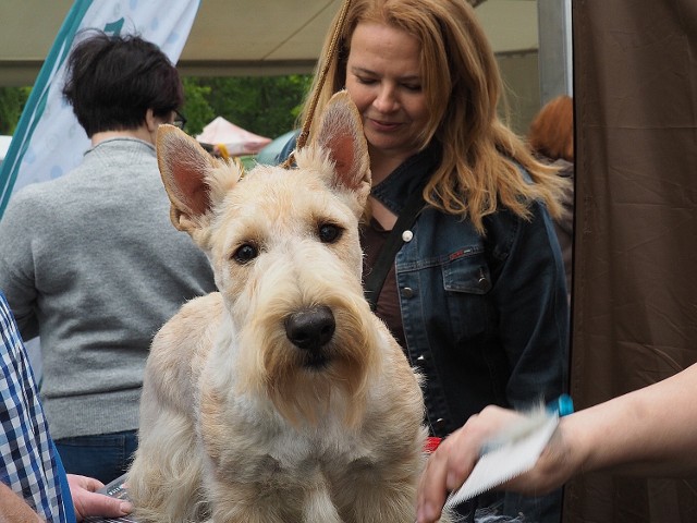 Ponad 3 tys. psów rasowych zjechało do Łodzi. Zwierzęta brały udział w wystawie na stadionie Start w Łodzi, wśród nich wybierano najpiękniejszego psa wystawy.