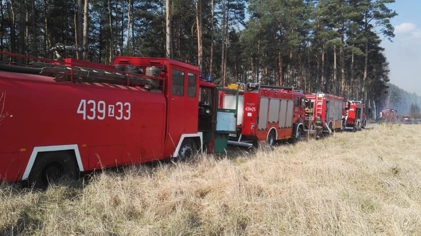 Wielki pożar lasów koło Sowna. Część jednostek zjeżdża, nowe jadą dogaszać 