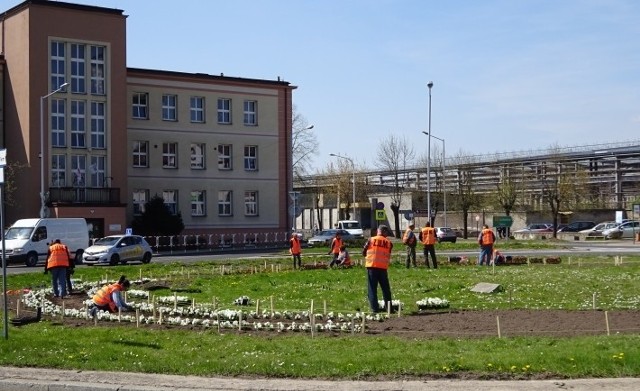 Rondo Republiki Ostrowieckiej w tym roku również obsadzone zostanie kwiatami.