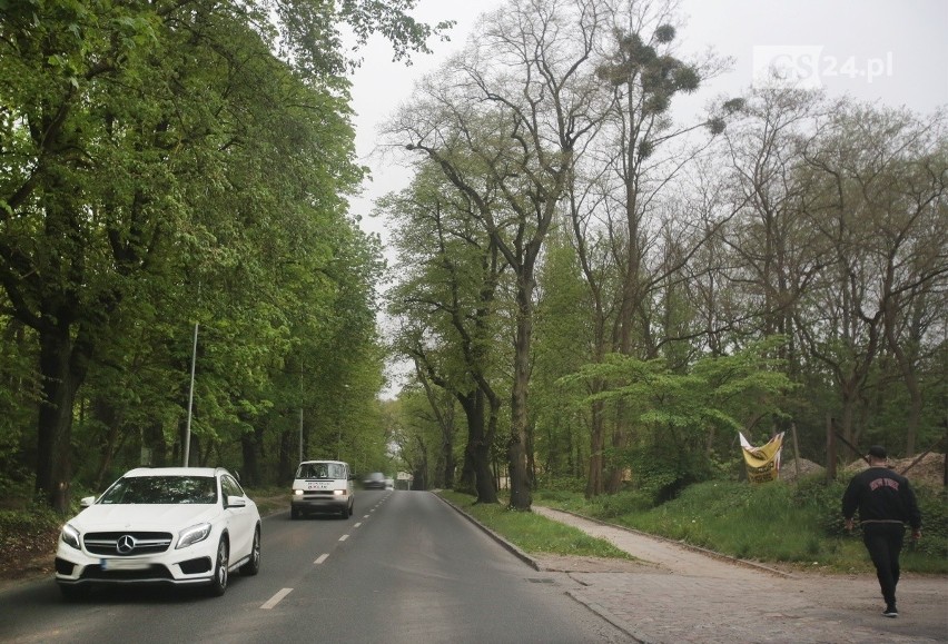 Drzewa w Szczecinie. Ile ich jest i czy są zdrowe? Powstanie szczecińska mapa drzew. Inwentaryzacja zajmie kilka lat