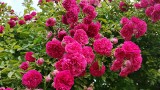 Kolorowe kwiaty i owoce na działkach w Zagłębiu. Róże wyglądają pięknie, czerwienią się porzeczki i agrest. Zobacz zdjęcia 