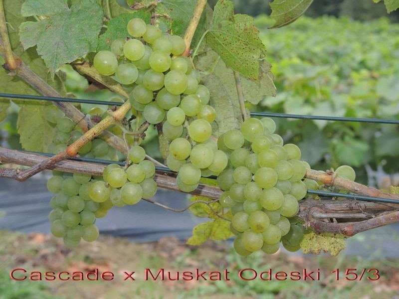 Zobacz nowe odmiany winorośli z Jasła