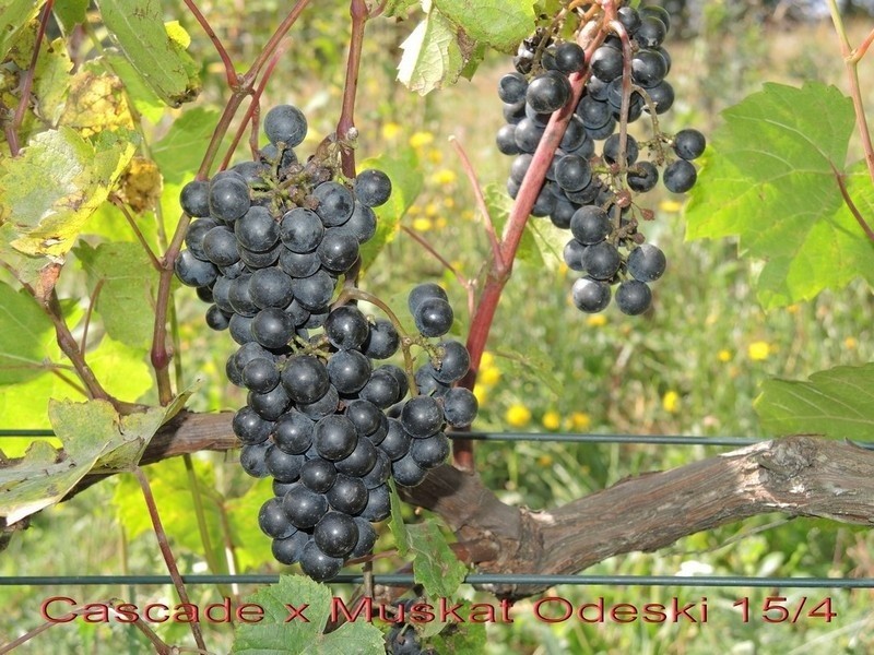 Zobacz nowe odmiany winorośli z Jasła
