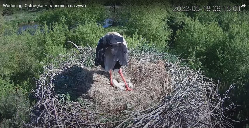 Ostrołęka. Bociany z OPWiK doczekały się potomstwa. Wykluł się pierwszy mały bocian. 18.05.2022