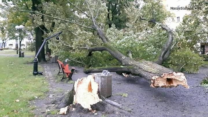 Powalone drzewo w Słubicach....