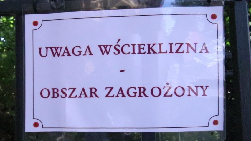 Ognisko wścieklizny w rejonie poznańskiego parku Wilsona...