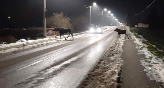 Łosie w gminie Puck. W Mieroszynie i okolicach, tuż przy drodze na Jastrzębią Górę, mieszkańcy spotykają piękne okazy | ZDJĘCIA