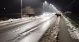 Łosie w gminie Puck. W Mieroszynie i okolicach, tuż przy drodze na Jastrzębią Górę, mieszkańcy spotykają piękne okazy | ZDJĘCIA