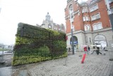 Wiszące ogrody na rynku w Katowicach: Będą zawsze zielone, nie tylko latem, ale i zimą [ZDJĘCIA]