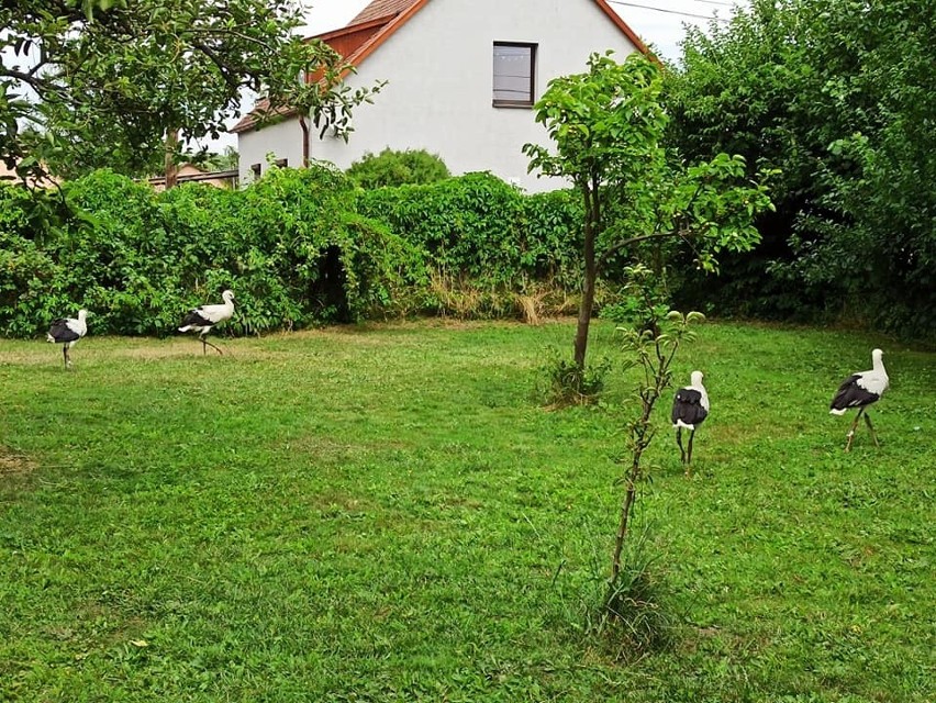 W niedzielę (4.07) fachowcy uznali, że dłużej czekać nie...