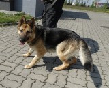 Policja w Przasnyszu szuka właściciela tego psa