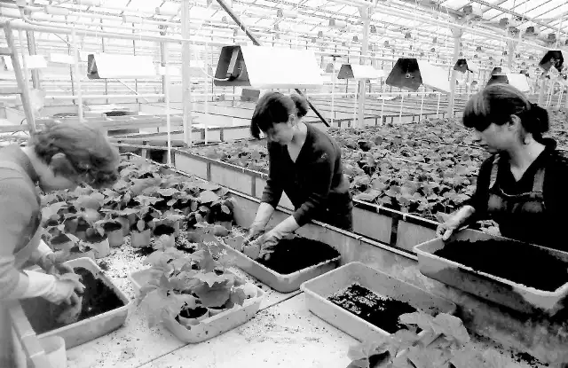 Luty 1984 r., uczennice słupskiego Technikum Ogrodniczego podczas nasadzania nowalijek w szklarniach Państwowego Gospodarstwa Ogrodniczego w Bierkowie