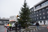 Na parkingu przed Starostwem Powiatowym w Sandomierzu zapachniało świętami. Przed budynkiem stanęło bożonarodzeniowe drzewko [ZDJĘCIA]