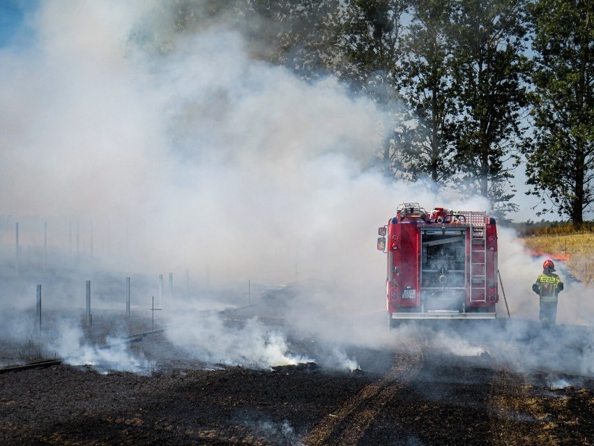 Policja sprawdza, czy za pożarami lasów w Miliczu nie stoi...