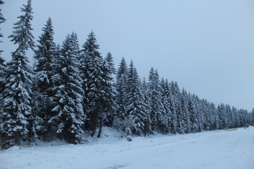 Zima na Dolnym Śląsku ma się znakomicie. Tak wyglądają obecnie okolice Jakuszyc [ZDJĘCIA]
