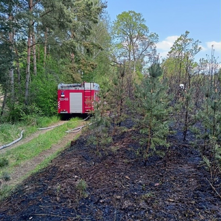 Pożar lasu w okolicy Bucharzewa. Spłonęło około 30 arów...