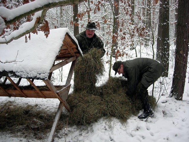 Leśniczy Leśnictwa Struga Tomasz Pietras (z lewej) i Jacek Wołczyński, strażnik lesny co roku dokarmiają dziką zwierzynę. 