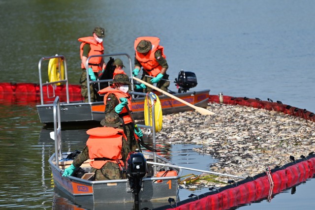 Akcja oczyszczania Odry ze śniętych ryb przy użyciu zapory elastycznej w Widuchowej