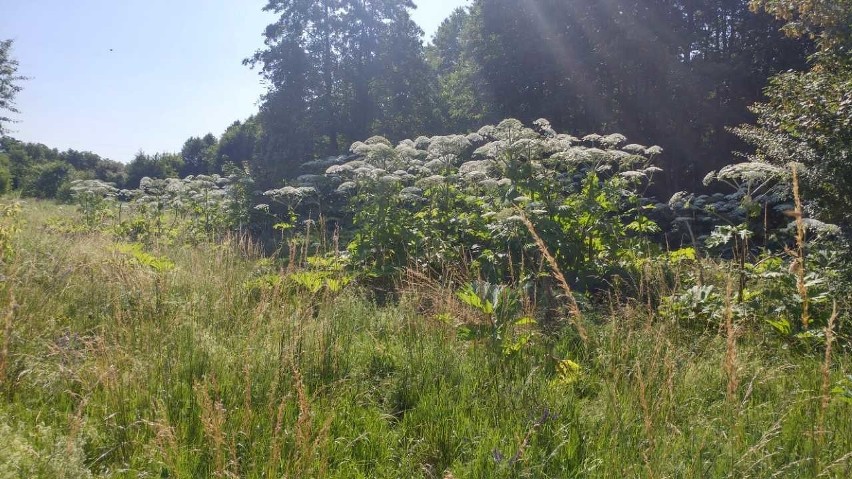 Barszcz Sosnowskiego jest niebezpieczny dla zdrowia