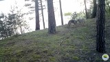 Wilcze zabawy i czułości nagrane fotopułapką [WIDEO]