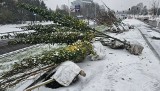 Kolejne wyrośnięte drzewa sadzą w Kielcach. Czy to dobra pora na sadzenie?  