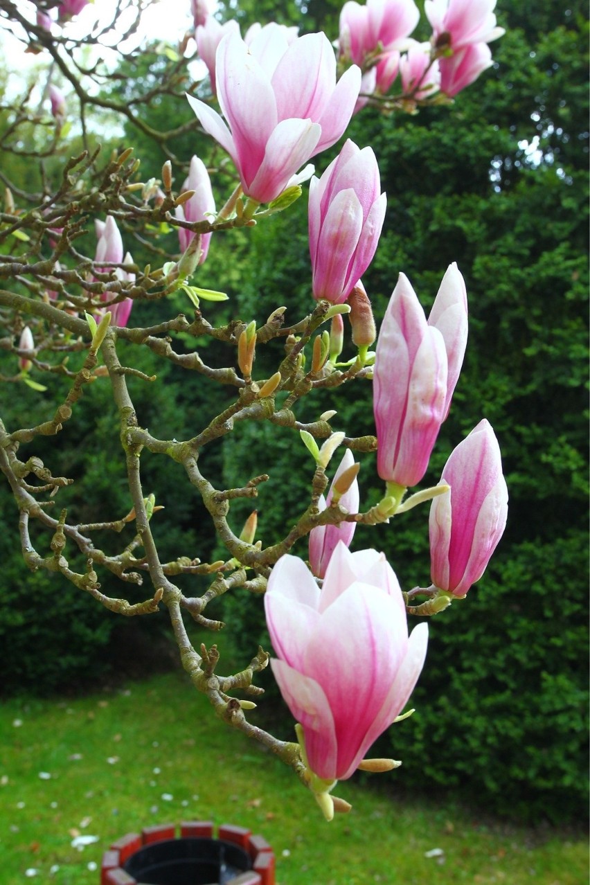 Magnolie w kórnickim Arboretum zachwycają swoim pięknem