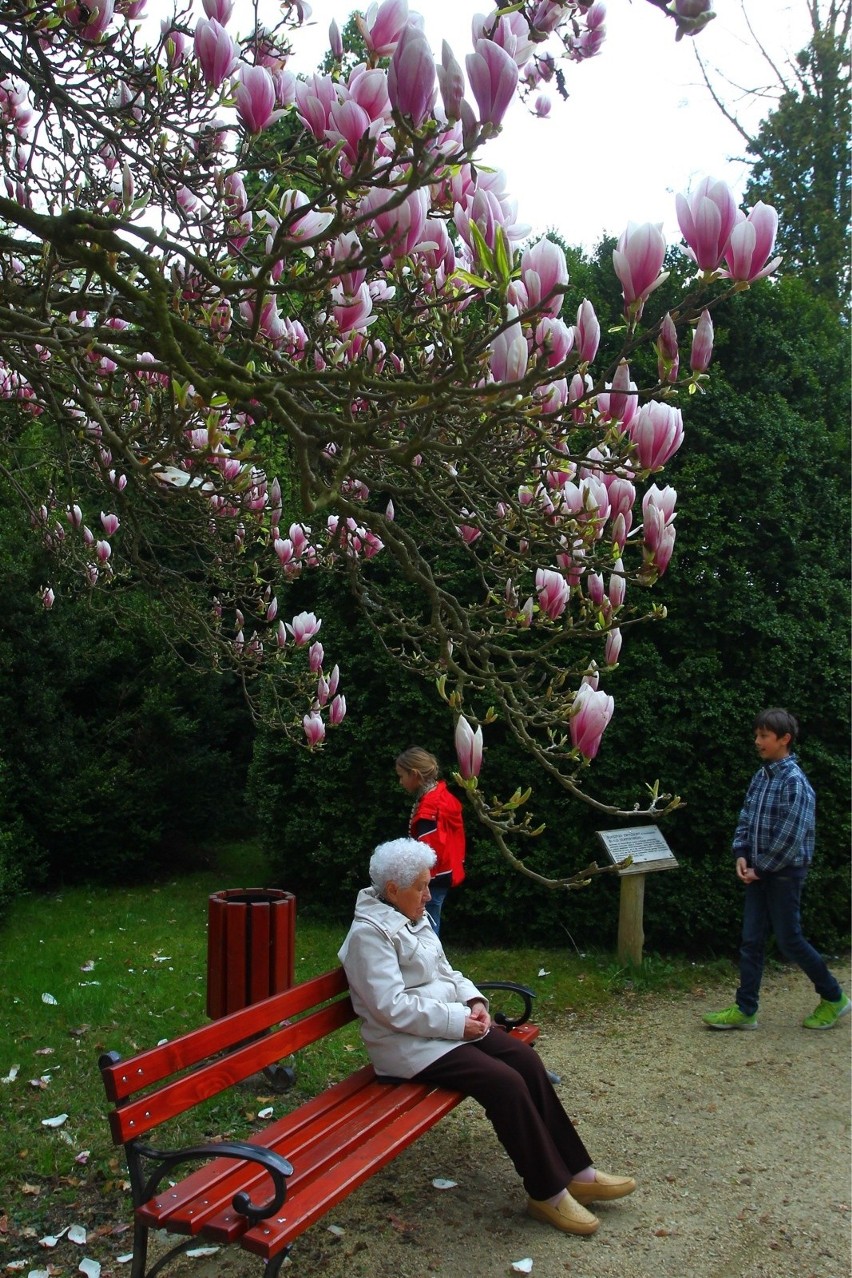 Magnolie w kórnickim Arboretum zachwycają swoim pięknem