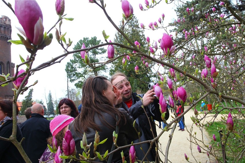 Magnolie w kórnickim Arboretum zachwycają swoim pięknem