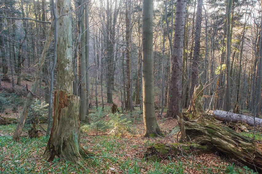 Leśnicy planują wycinkę w Mucznem, w Nadleśnictwie Stuposiany. Aktywiści Inicjatywy Dzikie Karpaty protestują: to cenny fragment puszczy