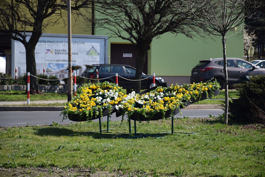 Wiosenne kwiaty na rabatach i klombach - Zielona Góra - 2...