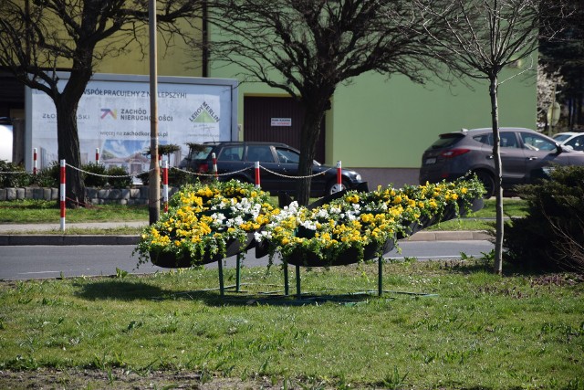 Wiosenne kwiaty na rabatach i klombach - Zielona Góra - 2 kwietnia 2019