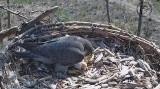 Sokoły wędrowne wykluły się na Dolnym Śląsku. Zobaczcie te maleństwa! (ZDJĘCIA, KAMERA)