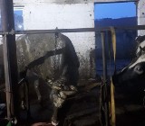 Kamionka Nowa. Cztery zastępy strażaków ratowało byka, który wpadł do szamba