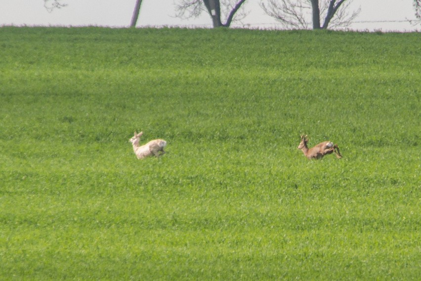 Pod Poznaniem pojawiła się biała... sarna!