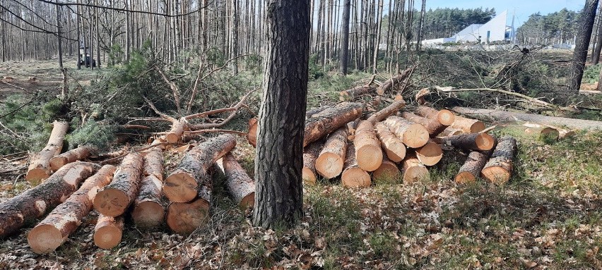 W ostatnich dniach informowaliśmy, że na działce przy...