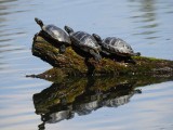 Dolny Śląsk: Żółw Fiodor wygrzewa się w pełnym słońcu. Ma już nawet rodzinę! Skąd się tam wziął? [ZDJĘCIA]