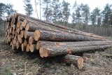 Certyfikat FSC znika z Lasów Państwowych. Bez niego np. IKEA nie będzie mogła korzystać z polskiego drewna. Skąd wynika ta decyzja?
