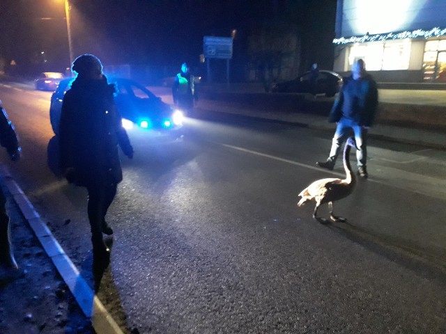 Zabłąkany ŁABĘDŹ w eskorcie policji na drodze wojewódzkiej 716 w Moszczenicy