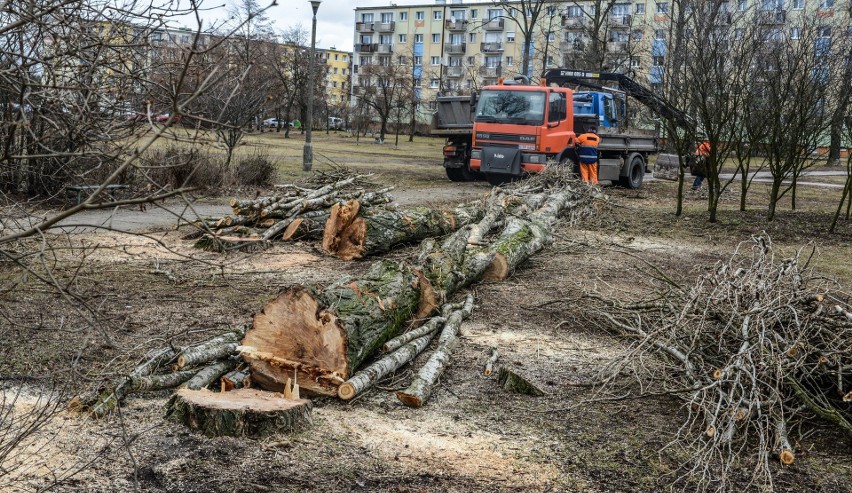 Na Kapuściskach usuniętych zostanie 55 drzew. Wykarczowane...