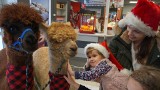 Mikołaj odwiedził Dom Kultury we Włoszczowie. Wielką atrakcją były alpaki. Zobaczcie zdjęcia