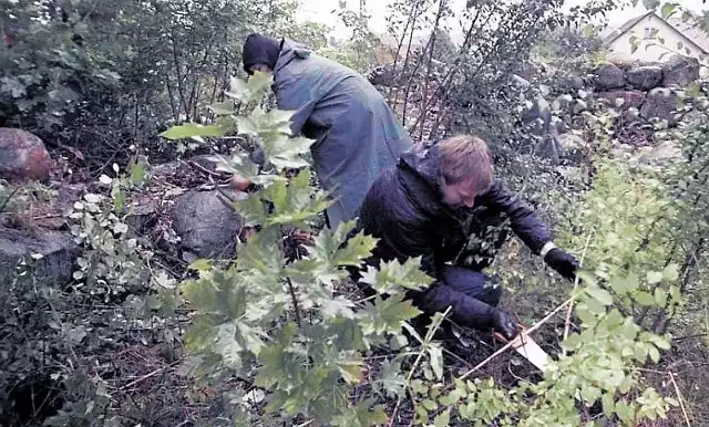 Przez trzy dni wolontariusze wycinali, piłowali i czyścili fundamenty synagogi na ulicy Grabarskiej w Krynkach. To ma być początek realizacji zakrojonych na szerszą skale prac w tym miejscu.