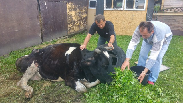 Bogdan Trojanek (z prawej) stara się nakarmić krowę.