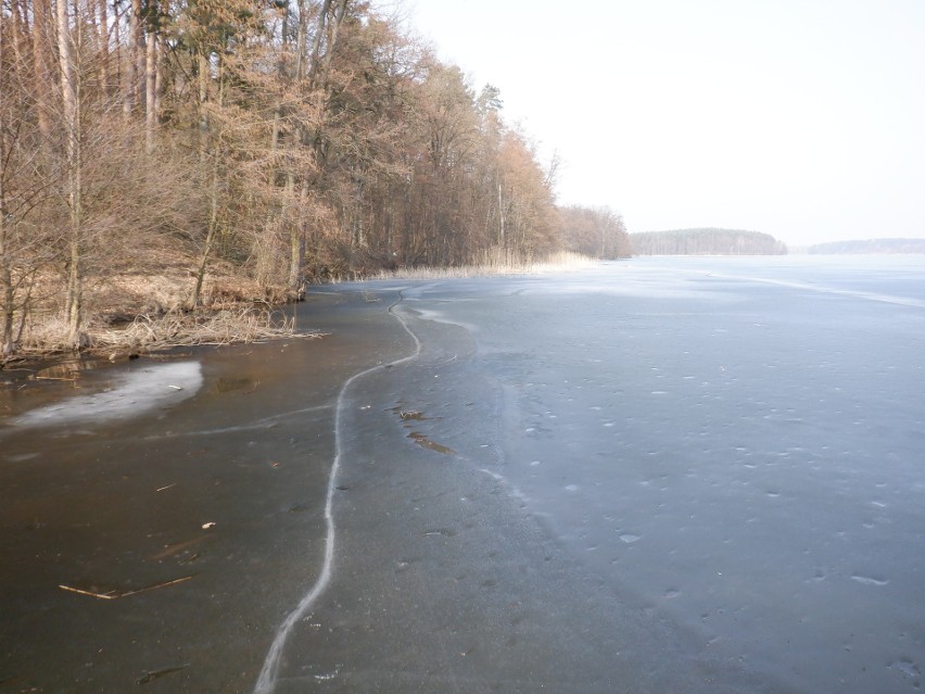 Na Jeziorach Brodnickich zalega jeszcze lód (zdjęcie z...